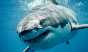 Huge 13ft-long great white shark spotted off coast of holiday hotspot loved by Brits