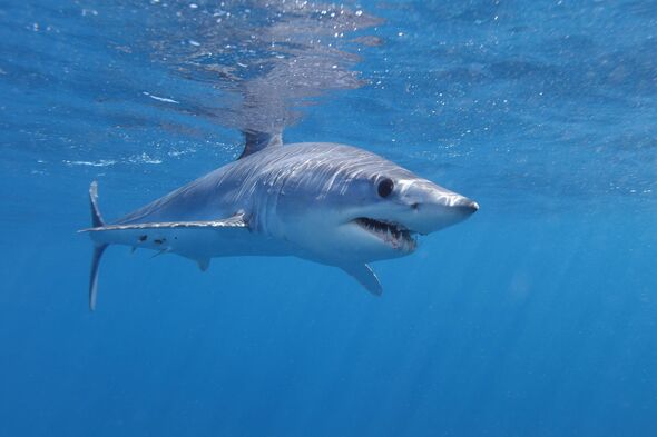 Huge shark seen in sea off Majorca weeks after great white caught in Spain
