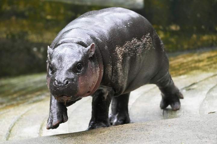 Man arrested for breaking into pygmy hippo Moo Deng’s enclosure at Thai zoo