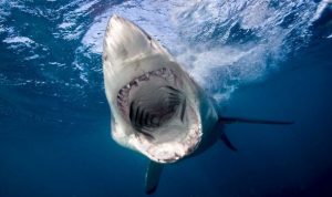 Sharks with cocaine in their blood found off Caribbean island