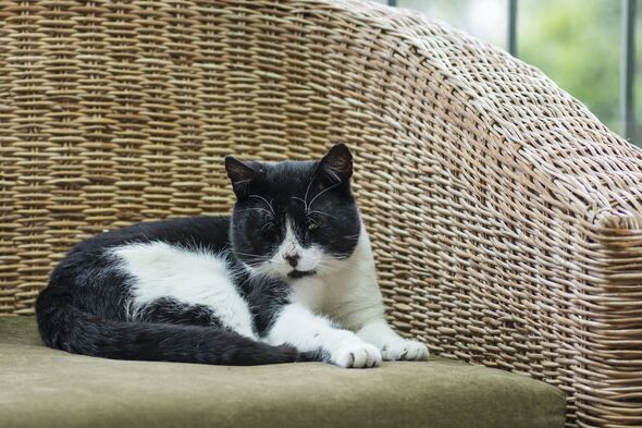 4 signs your cat actually loves you and doesn’t just tolerate you