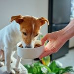 British Veterinary Association cautionary advice over vegan diet for dog