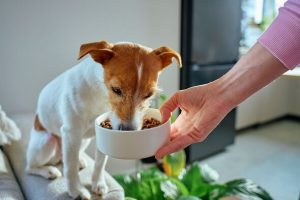 British Veterinary Association cautionary advice over vegan diet for dog