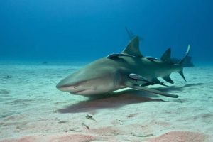 Cocaine, caffeine found in sharks in the Bahamas, study says