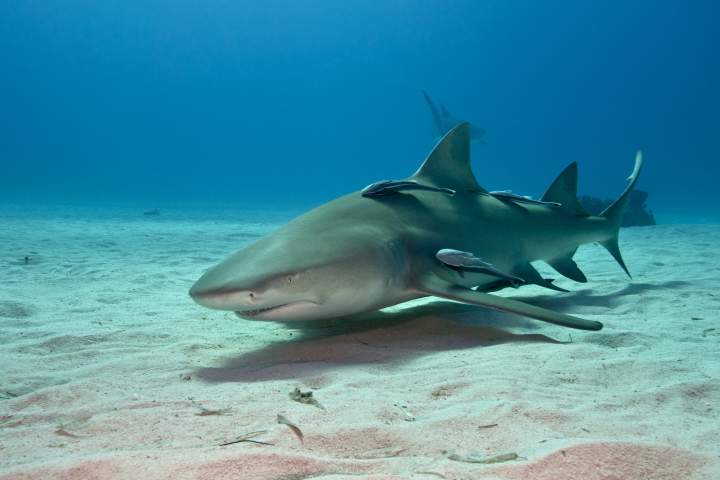 Cocaine, caffeine found in sharks in the Bahamas, study says