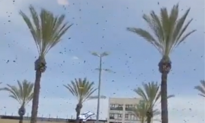 Israel hit by bee ‘plague’ as thousands swarm in ‘apocalyptic’ scene – ‘is this Biblical?’
