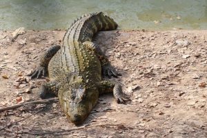 ‘Large crocodile’ mauls man in 20s at popular tourism spot in horror attack