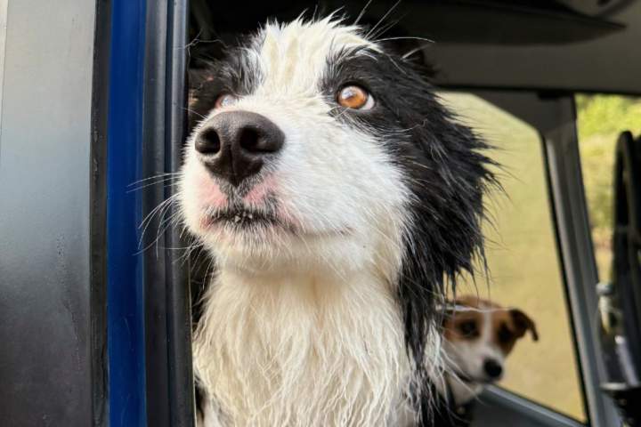 Lost dog reunited with owner, rescued by helicopter after week in New Zealand forest