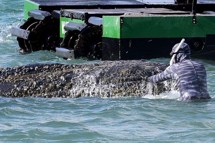 Multimillionaires band together in effort to save beached whale in Germany