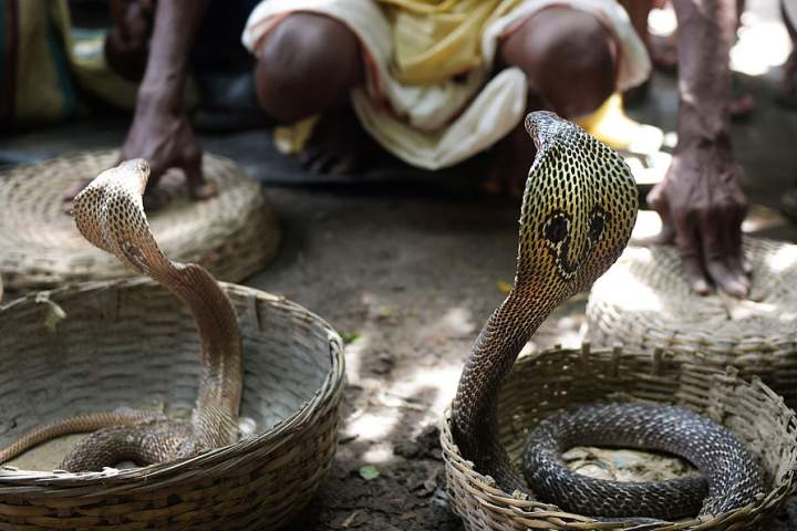 Tourist dies after being bitten at snake charming show on Egypt vacation