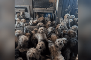 U.K. animal charity forced to clarify image of 250 abandoned dogs wasn’t AI