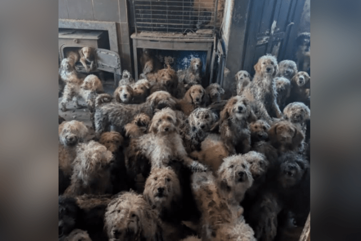 U.K. animal charity forced to clarify image of 250 abandoned dogs wasn’t AI