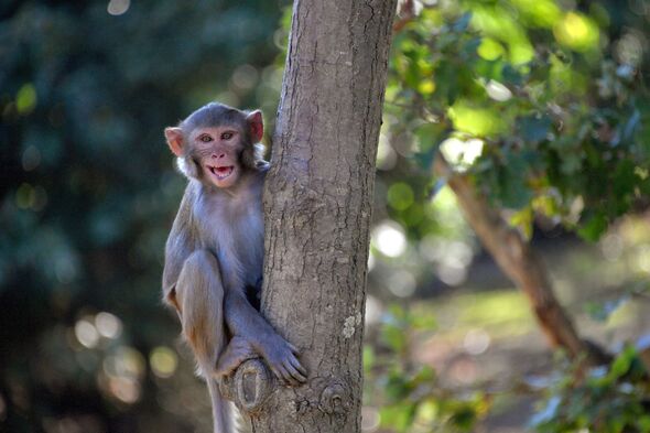 US Navy sailor on route to Hormuz Strait evacuated after being attacked by monkey