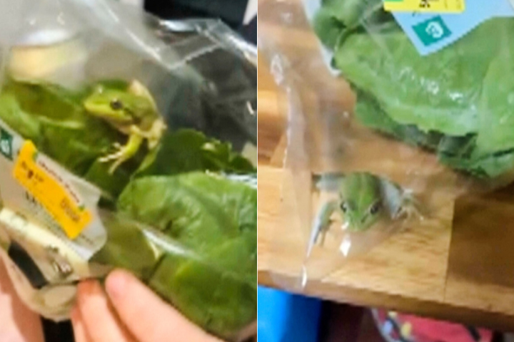 Housemates find live frog inside sealed, store-bought salad bag