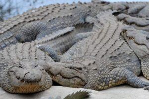 Human remains found in dead South African crocodile after ‘dangerous’ operation