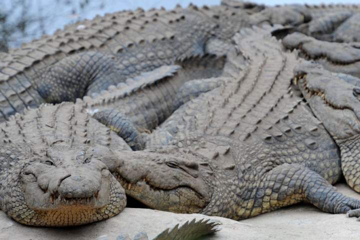 Human remains found in dead South African crocodile after ‘dangerous’ operation