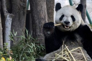 Pair of giant pandas from China set to shack up at Atlanta zoo