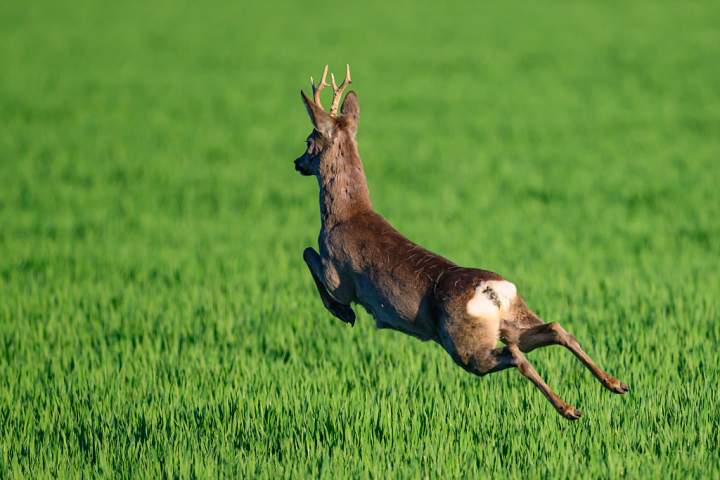 Police in France alert drivers to ‘unpredictable’ hazard of drunken deer