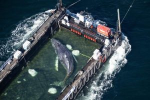Timmy the stranded humpback whale rescued and returns to the ocean