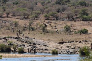 Canadian citizen killed in South Africa shooting at Kruger National Park