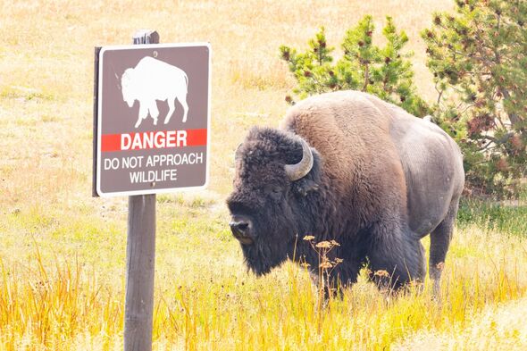 Child taken to hospital after being injured by bison at Yellowstone National Park