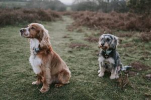 Dog and cat owners face new home pet laws ‘now in force’