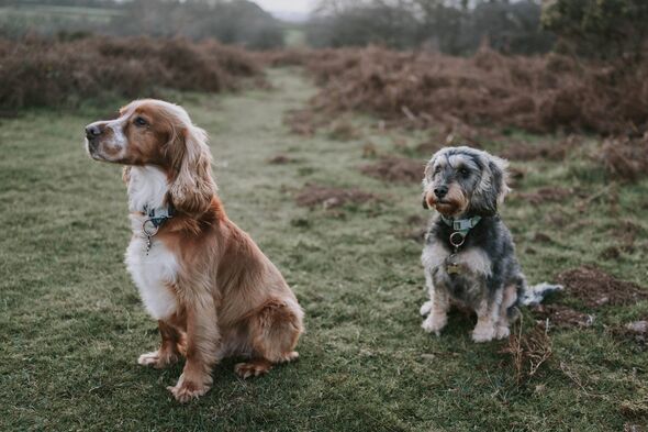 Dog and cat owners face new home pet laws ‘now in force’