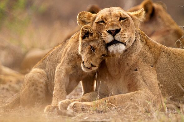 Horror as boy, 5, snatched by lion and mauled to death – remains found in vomit 1km away