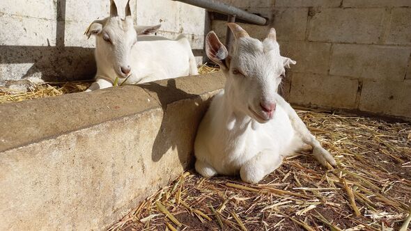 Horror as man, 21, raped and slaughtered 12 goats in chilling rampage