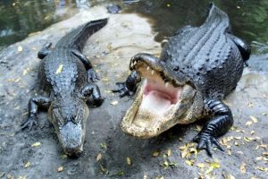 Horror as woman dies after alligator mauls her arm off