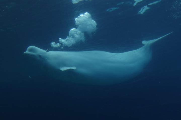 New study shows beluga whales display fascinating behaviour in front of mirror