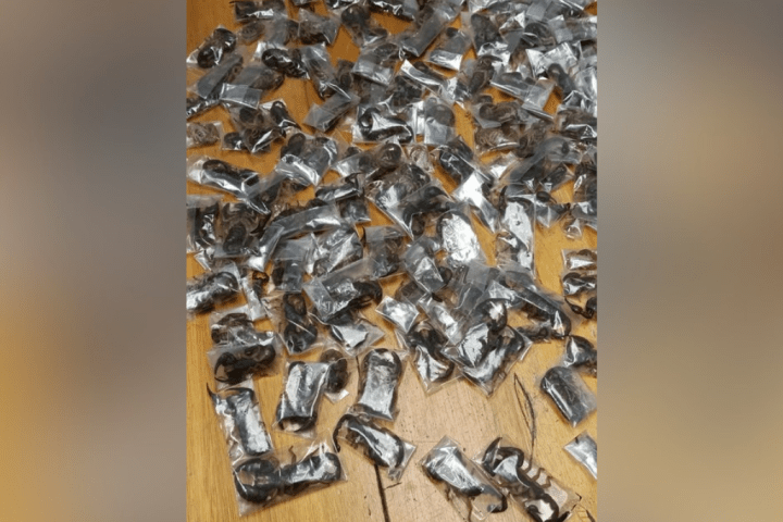 South African police seize more than 100 live scorpions stashed in luggage