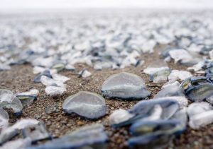 UK seaside towns beach warning as strange creature with nasty sting spotted
