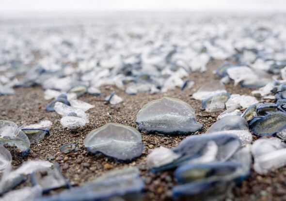 UK seaside towns beach warning as strange creature with nasty sting spotted