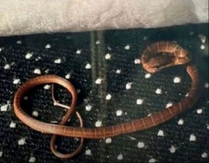 ‘Venomous’ snake escapes on packed TUI flight bound for UK – could have been ‘pandemonium’