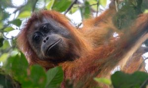 World’s most endangered great ape fighting for survival years after being discovered