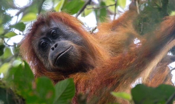 World’s most endangered great ape fighting for survival years after being discovered