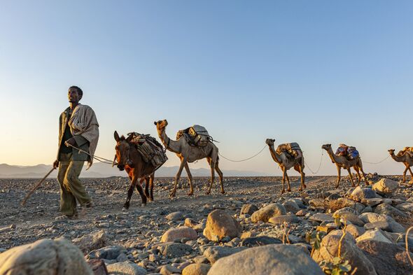 Africa 50C heatwaves becoming so unbearable even camels are dying