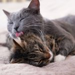 Cats lick each other for a ‘subtle’ reason – and it’s not always a sign of affection