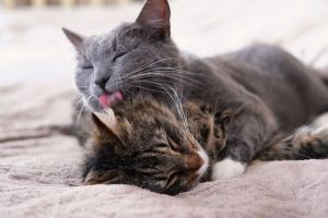 Cats lick each other for a ‘subtle’ reason – and it’s not always a sign of affection