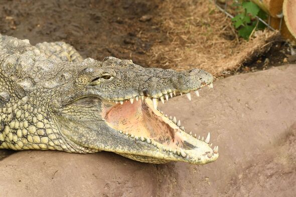 Family of boy, 3, injured in crocodile enclosure incident breaks silence – ‘challenging’