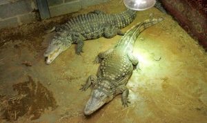 Family of boy, 3, ‘thrown’ into crocodile enclosure issue heartbreaking statement