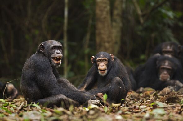 Horror as 6 children killed by chimpanzees – one thing to blame