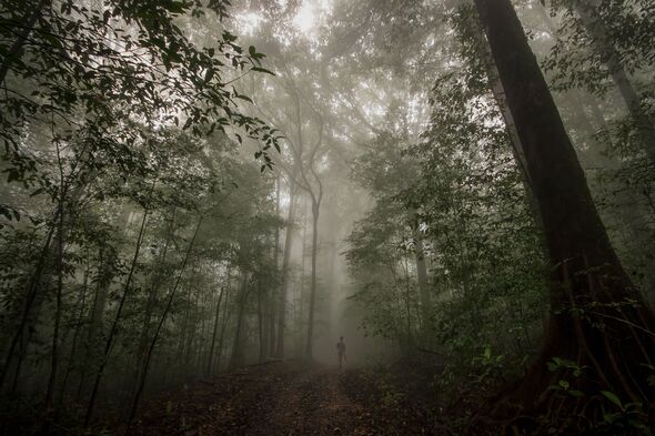 Horror as woman gang-raped in forest while collecting wood – 11 arrested