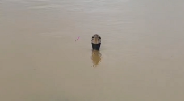 Horror moment 900 snakes escape breeding facility and swim through village