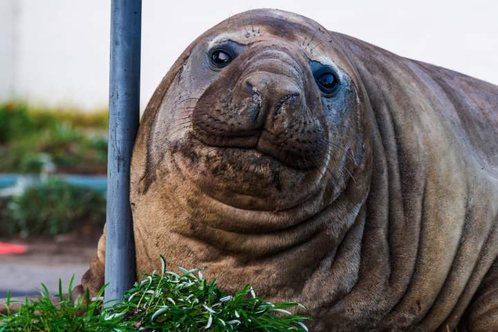 Meet Neil, the 1-ton seal going viral for destroying cars in Australia