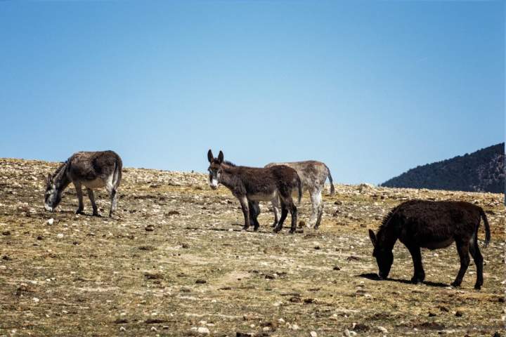 Meet the donkey brigade that’s helping curb wildfires in Spain