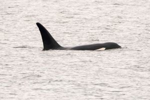 Orcas sink tourist pleasure boat off Spain after fourth terrifying attack in one day