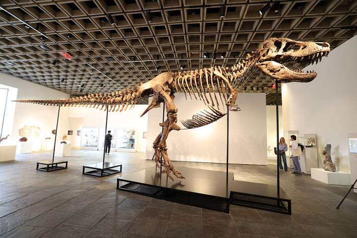 T. rex fossil fetches more than  million at auction from mystery bidder