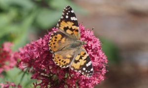 UK experiencing ‘once in a decade phenomenon’ with butterfly explosion